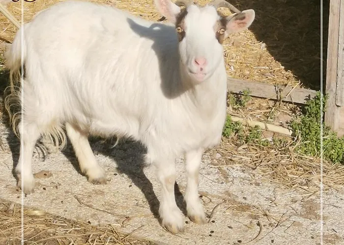 Апартаменты Glamping & Il Villaggio Del Re *